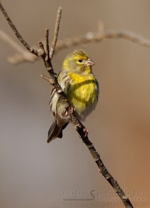 gulirisk123_1134328219_1190549556