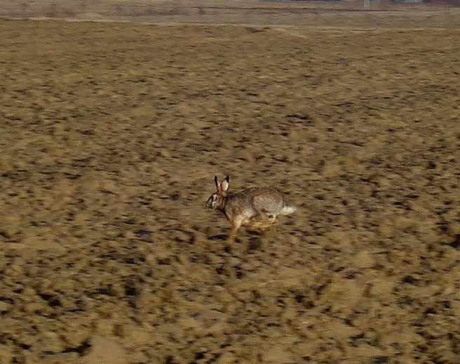 lepre in corsa 2
