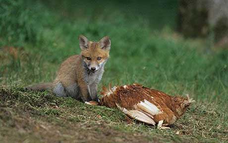 fox-attacking-chic_1655097a